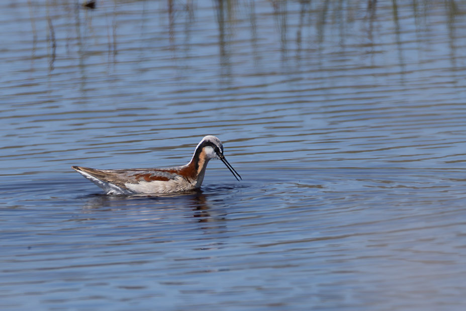 Wilson's Phalarope