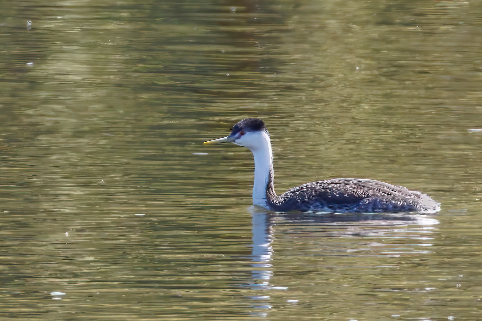 Clark's Grebe