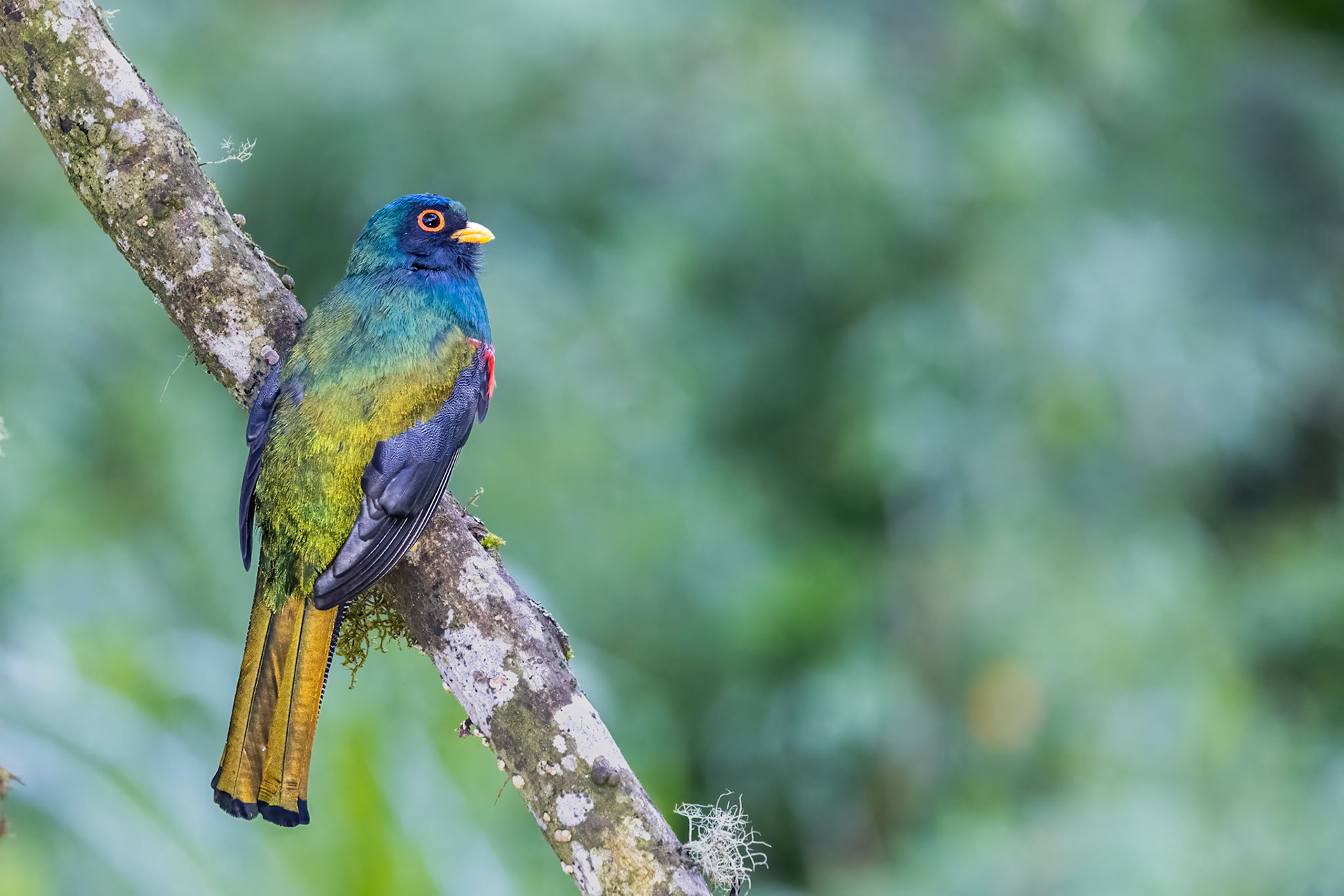 Masked Trogon