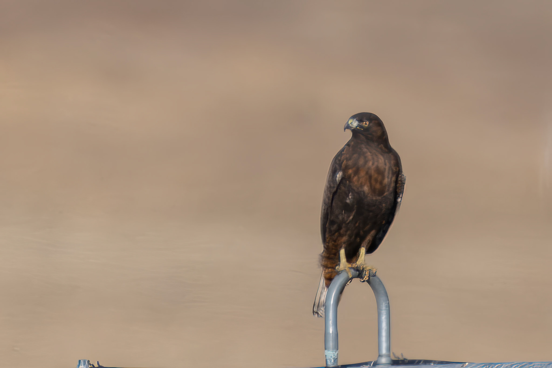 Red-tailed Hawk