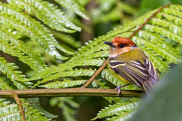 Rufous-crowned Tody-Flycatcher