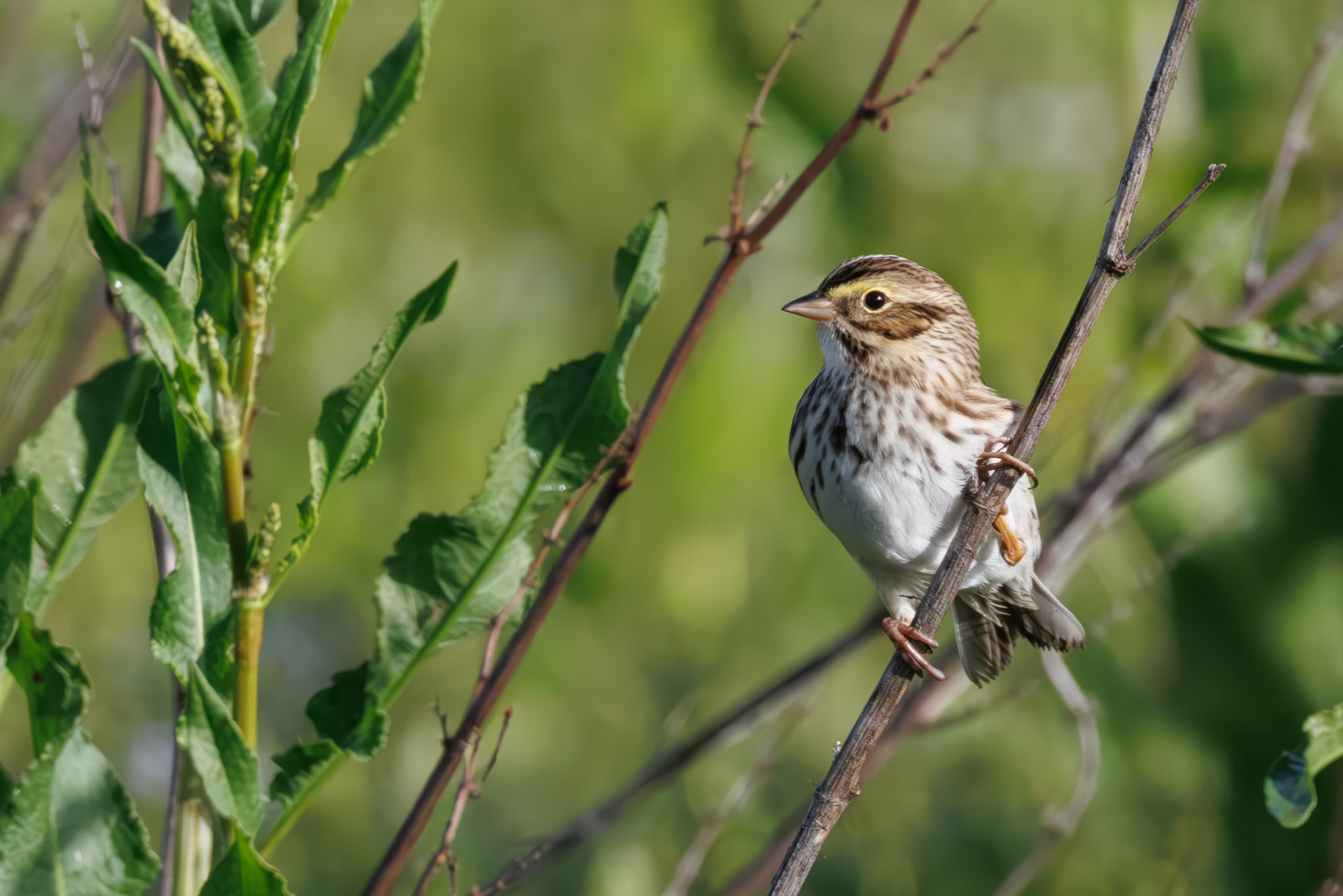 Savannah Sparrow