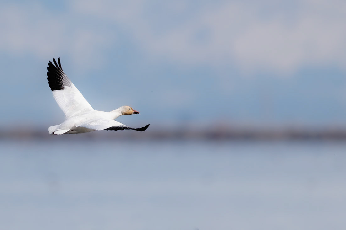 Snow Goose