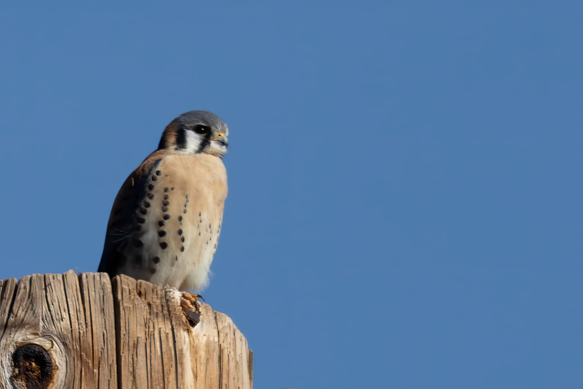 American Kestrel