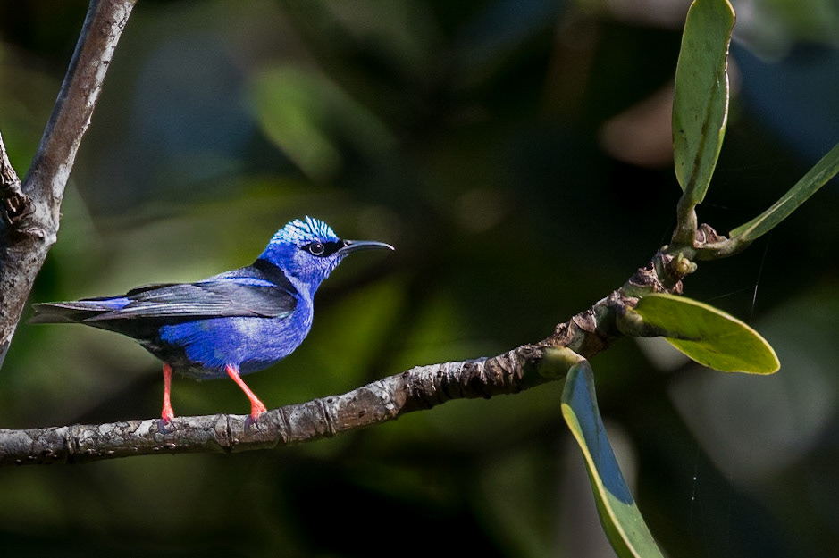 Red-legged Honeycreeper (M)