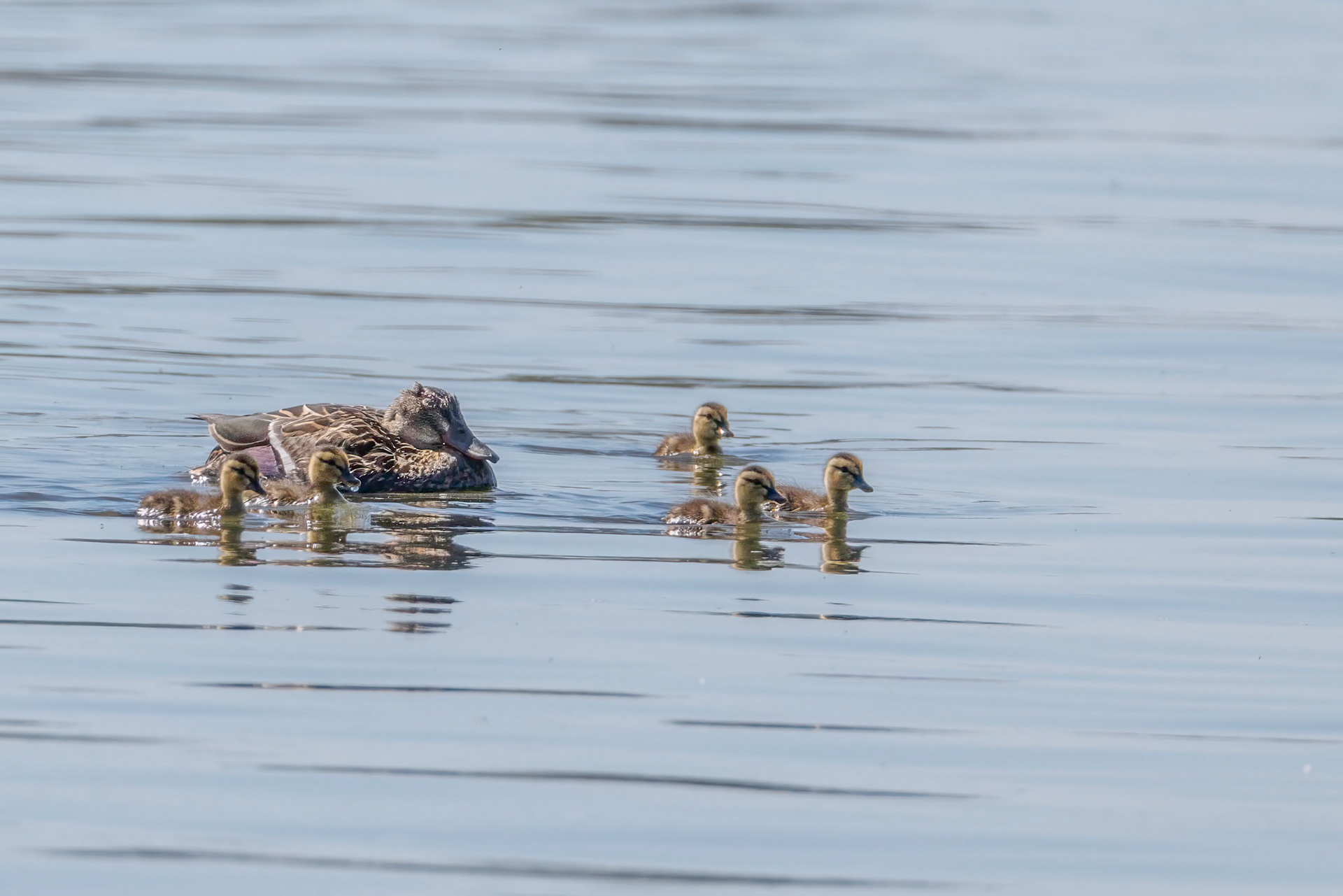 Mallard