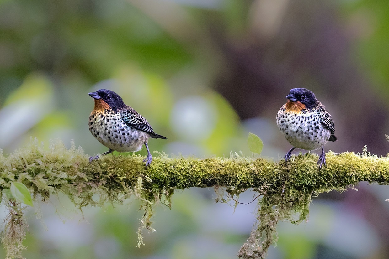 Rufous-throated Tanagers