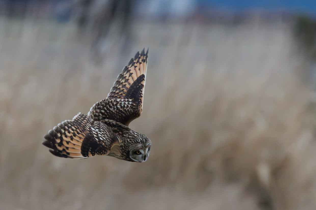 Short-eared Owl turning