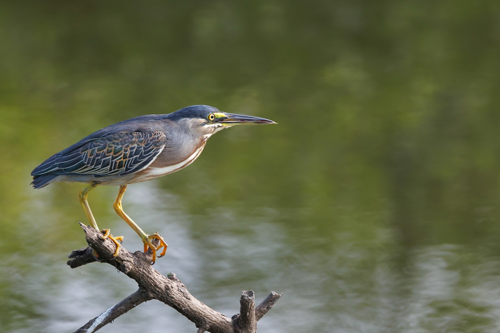 Striated Heron