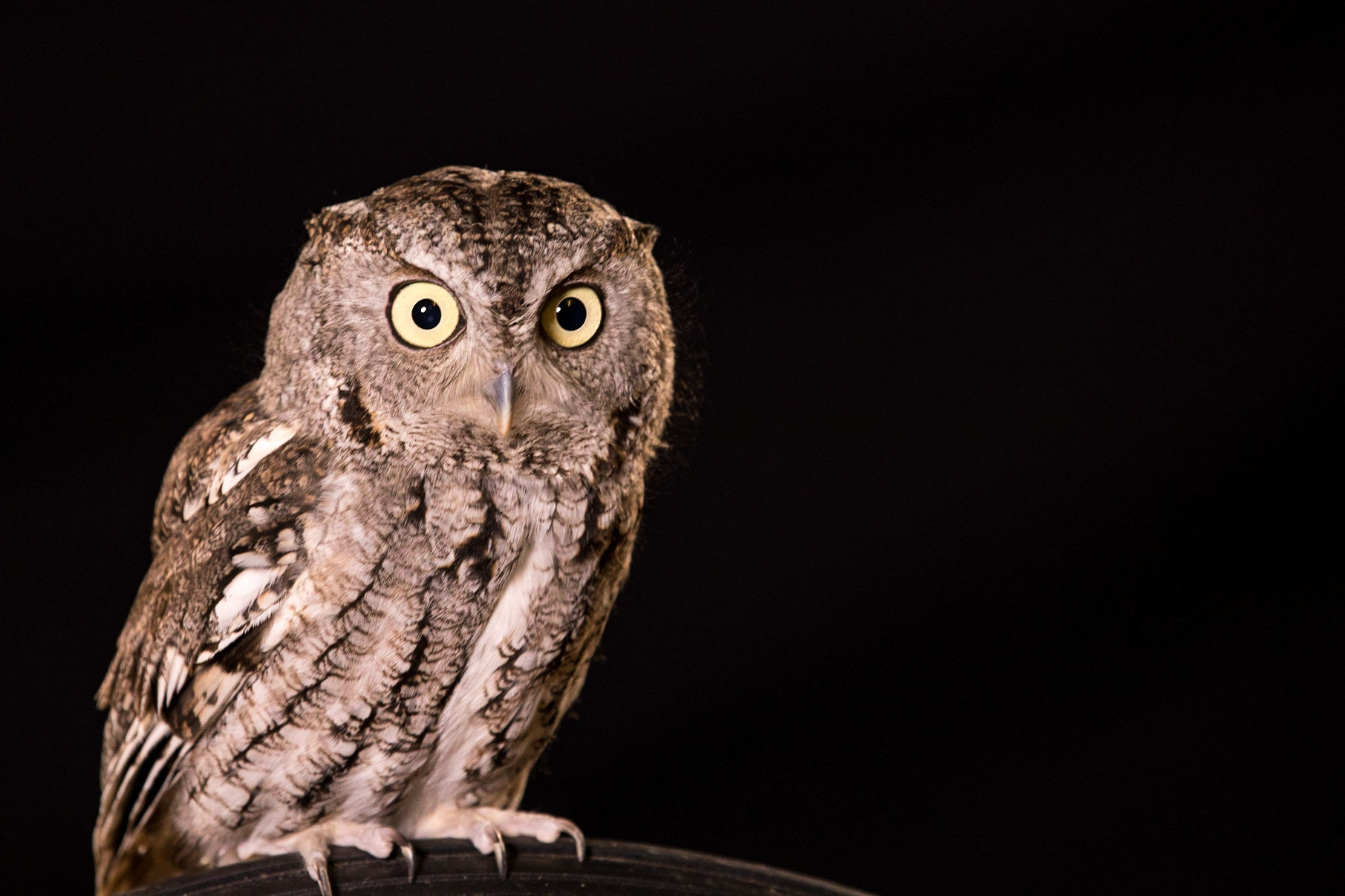 Screech Owl