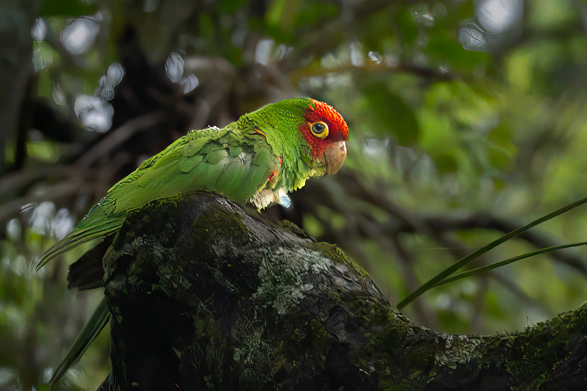 Red-masked Parakeet