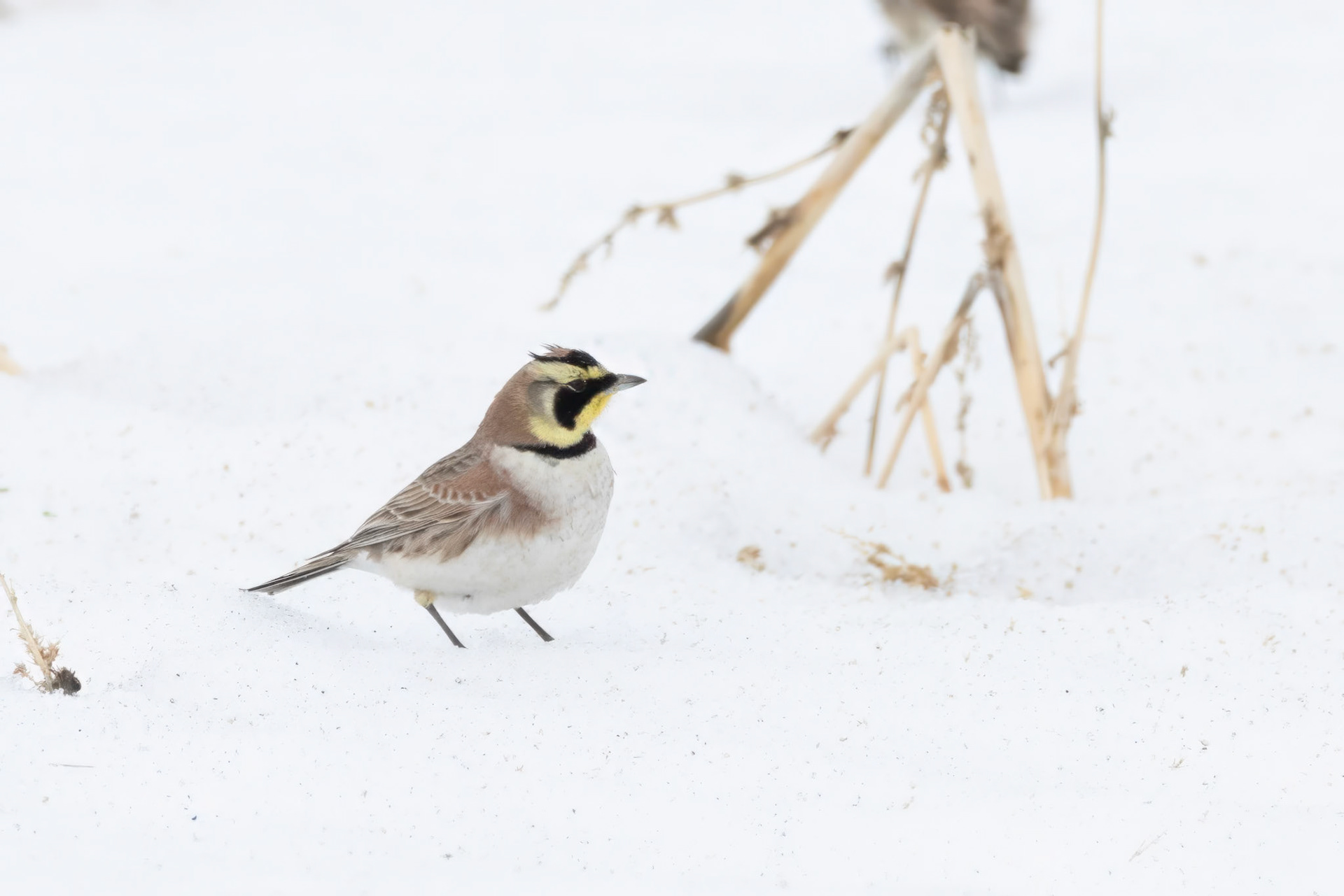 Horned Lark