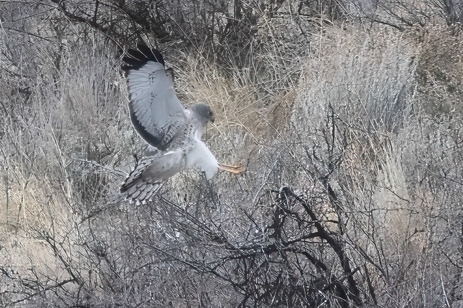 Northern Harrier