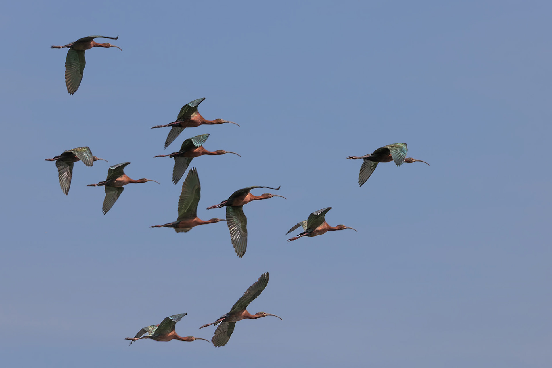 White-faced Ibis