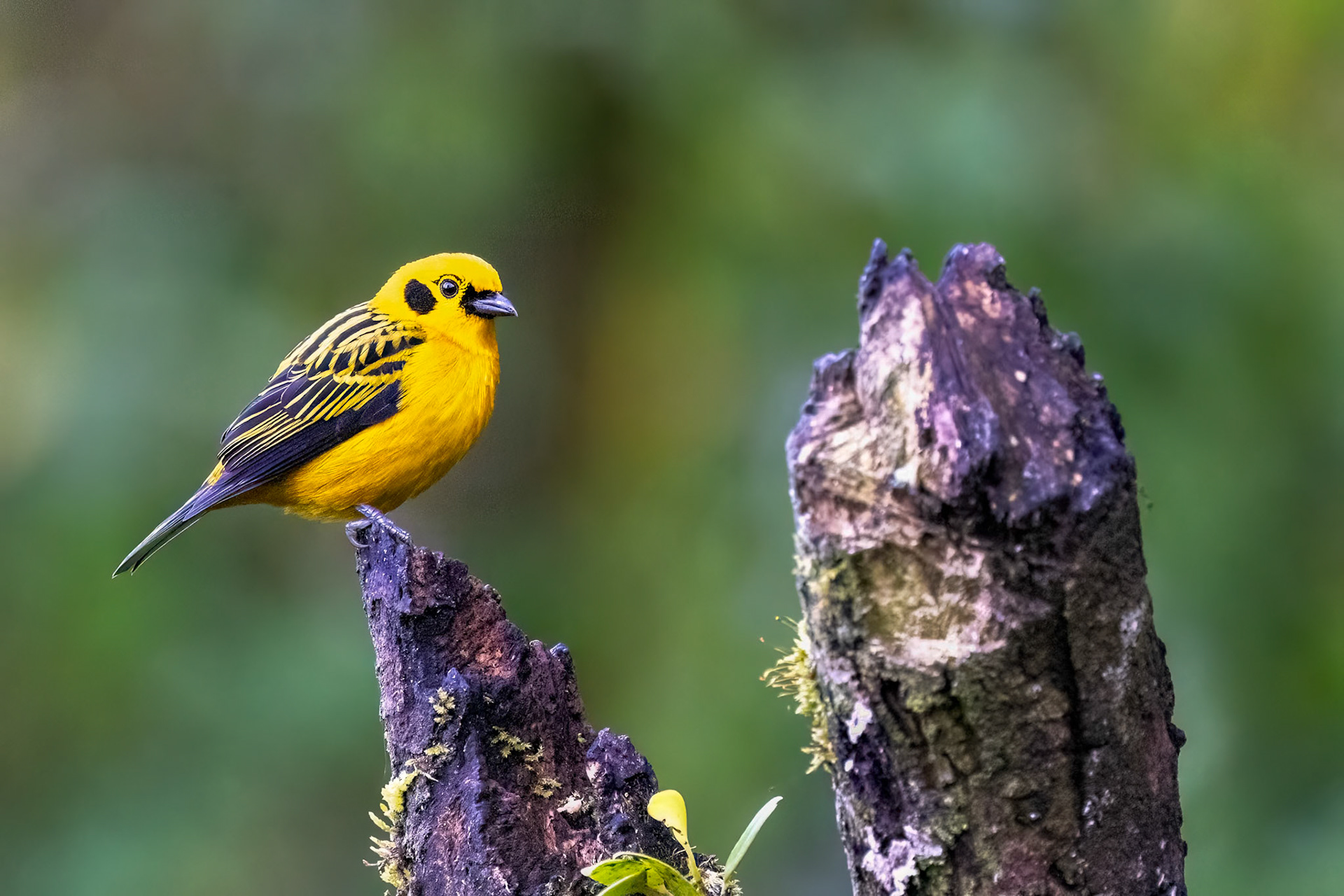 Golden Tanager