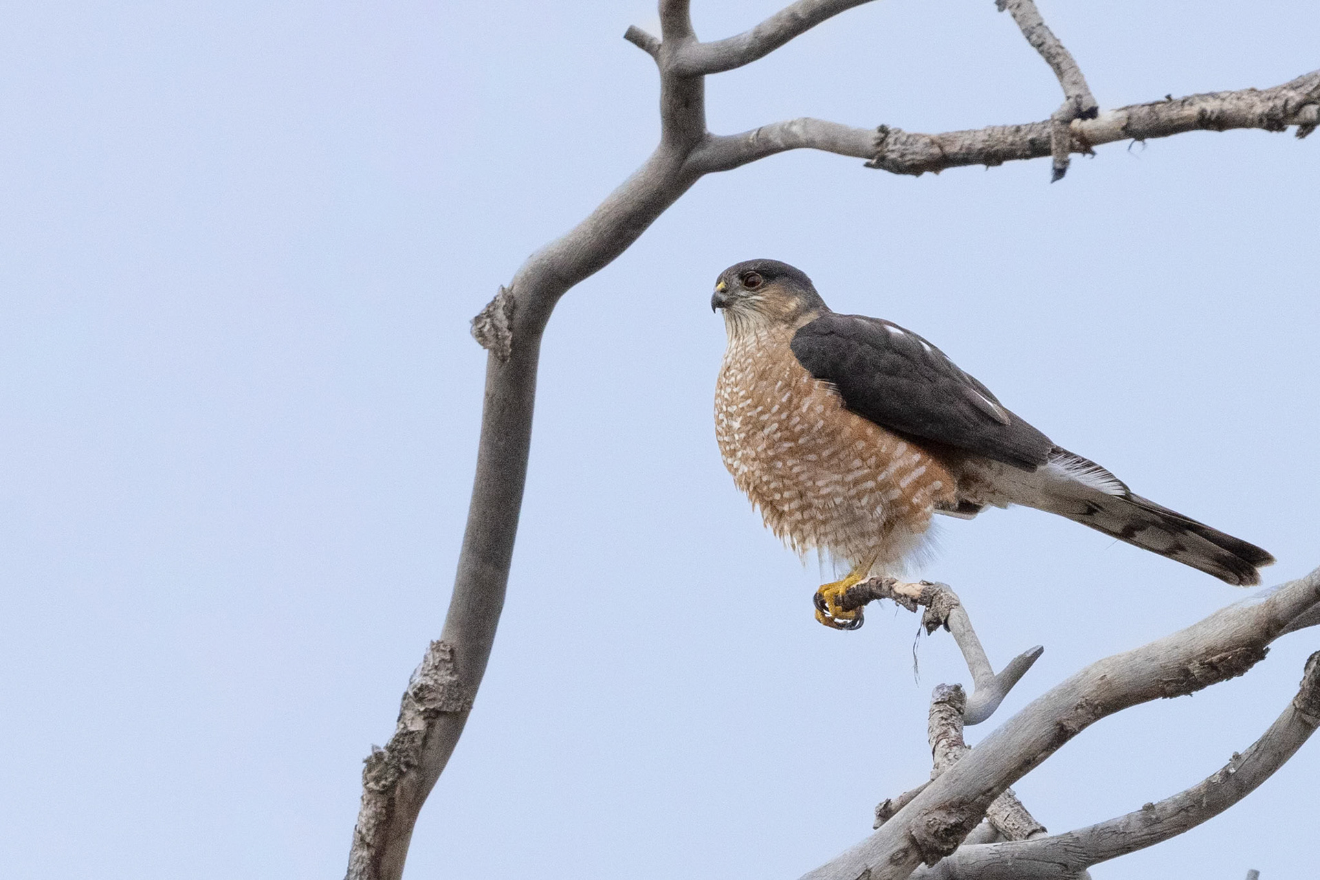 Sharp-shinned Hawk