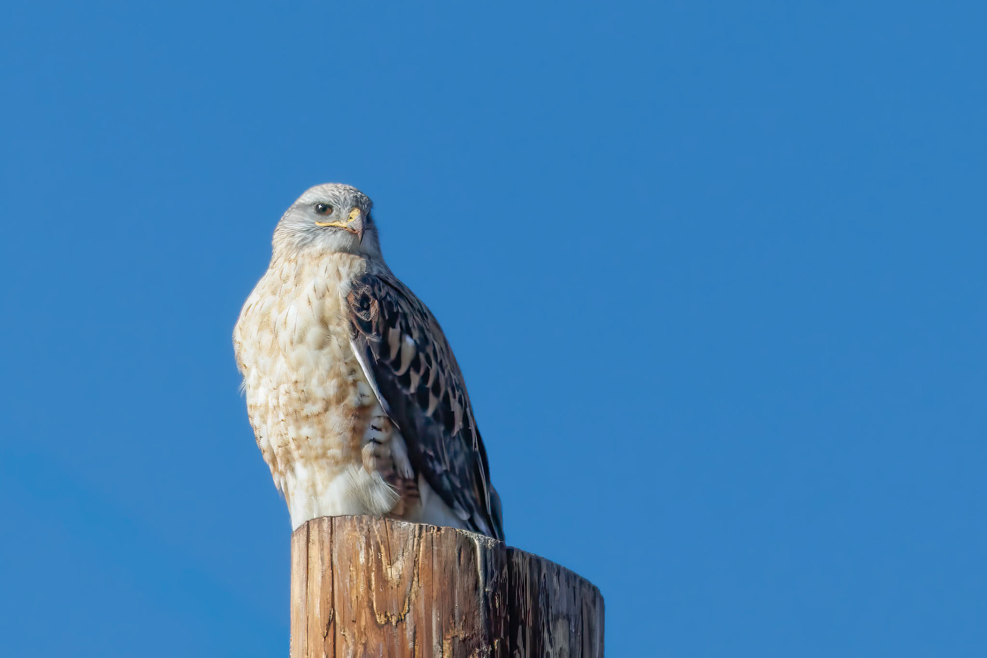 Ferruginous Hawk