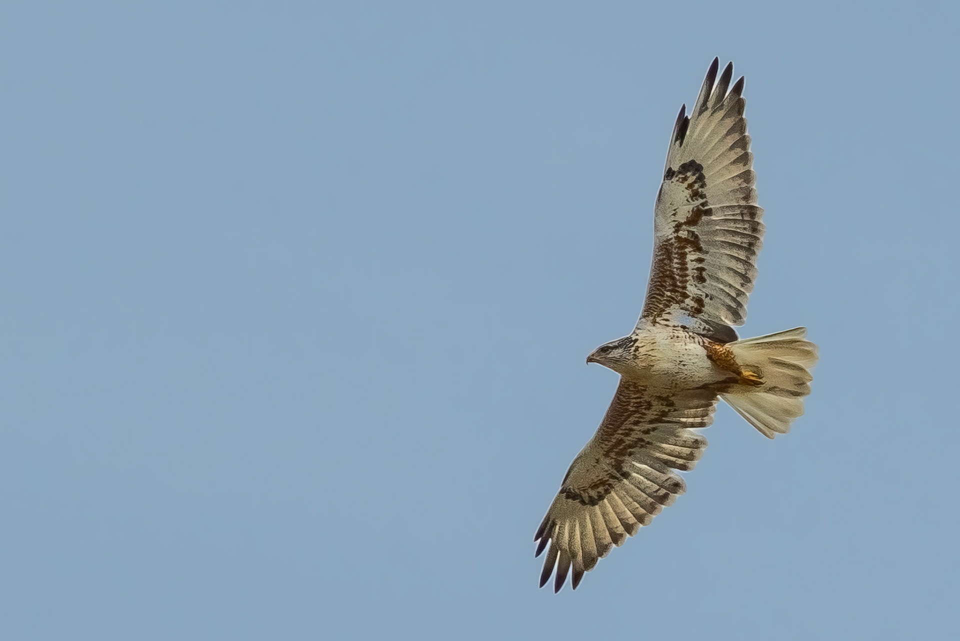Ferruginous Hawk