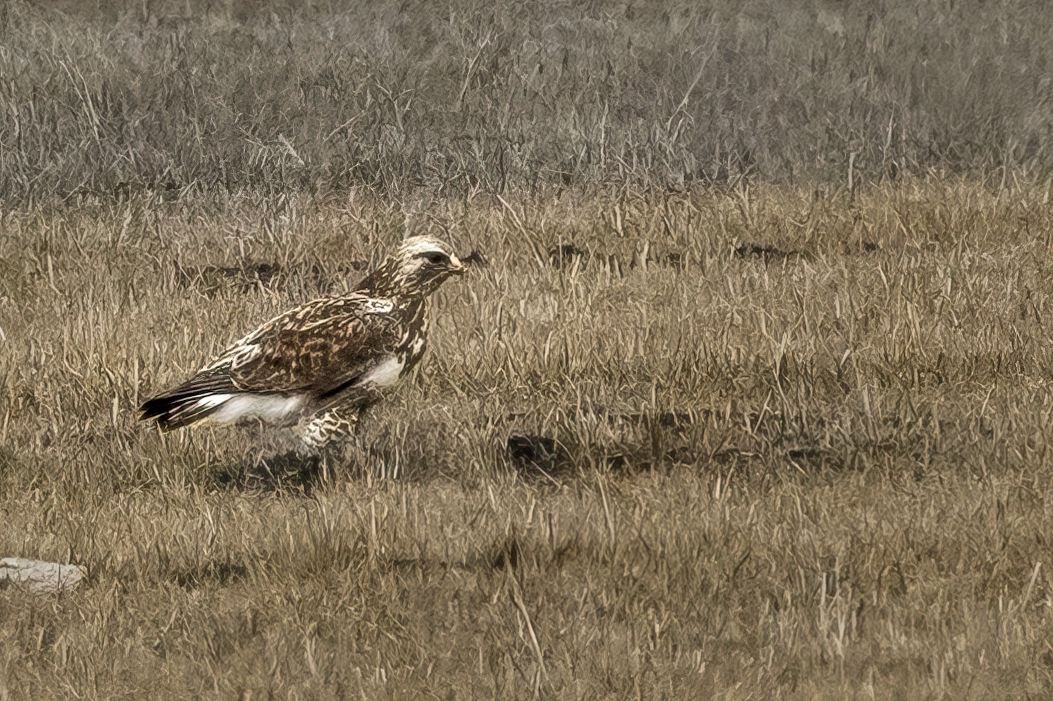 Rough-legged Hawk
