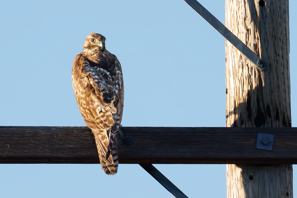 Red-tailed Hawk