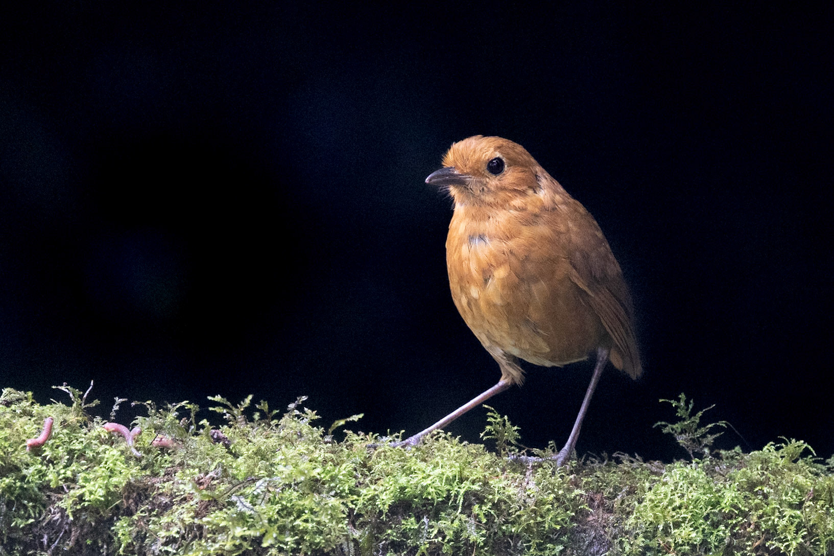 Equatorial Antpitta at Zuroloma Reserve