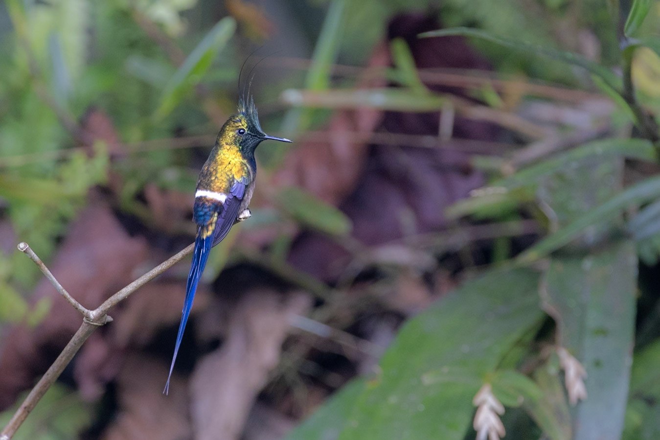 Wire-crested Thorntail