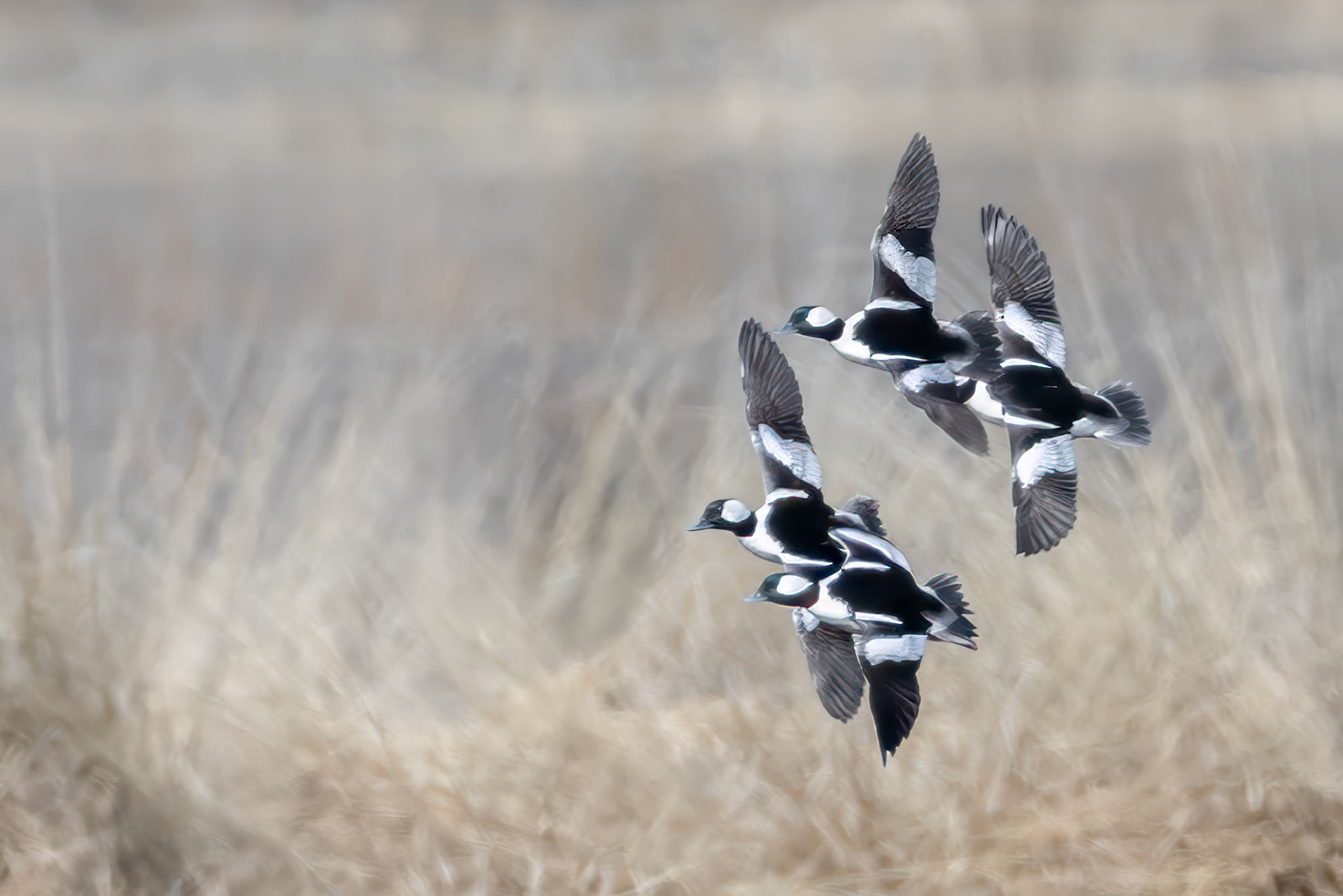 Flying Buffleheads