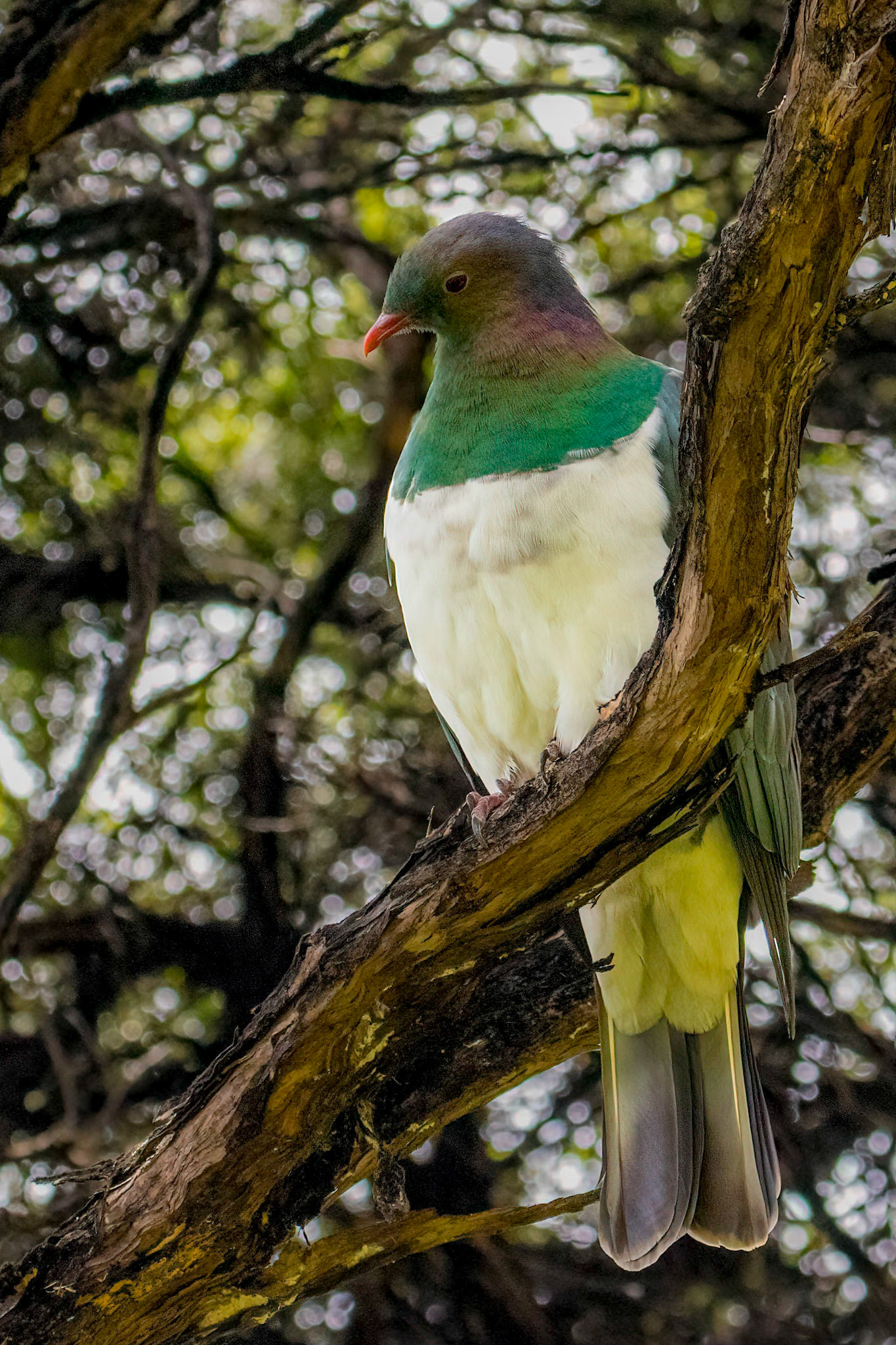 New Zealand Pigeon