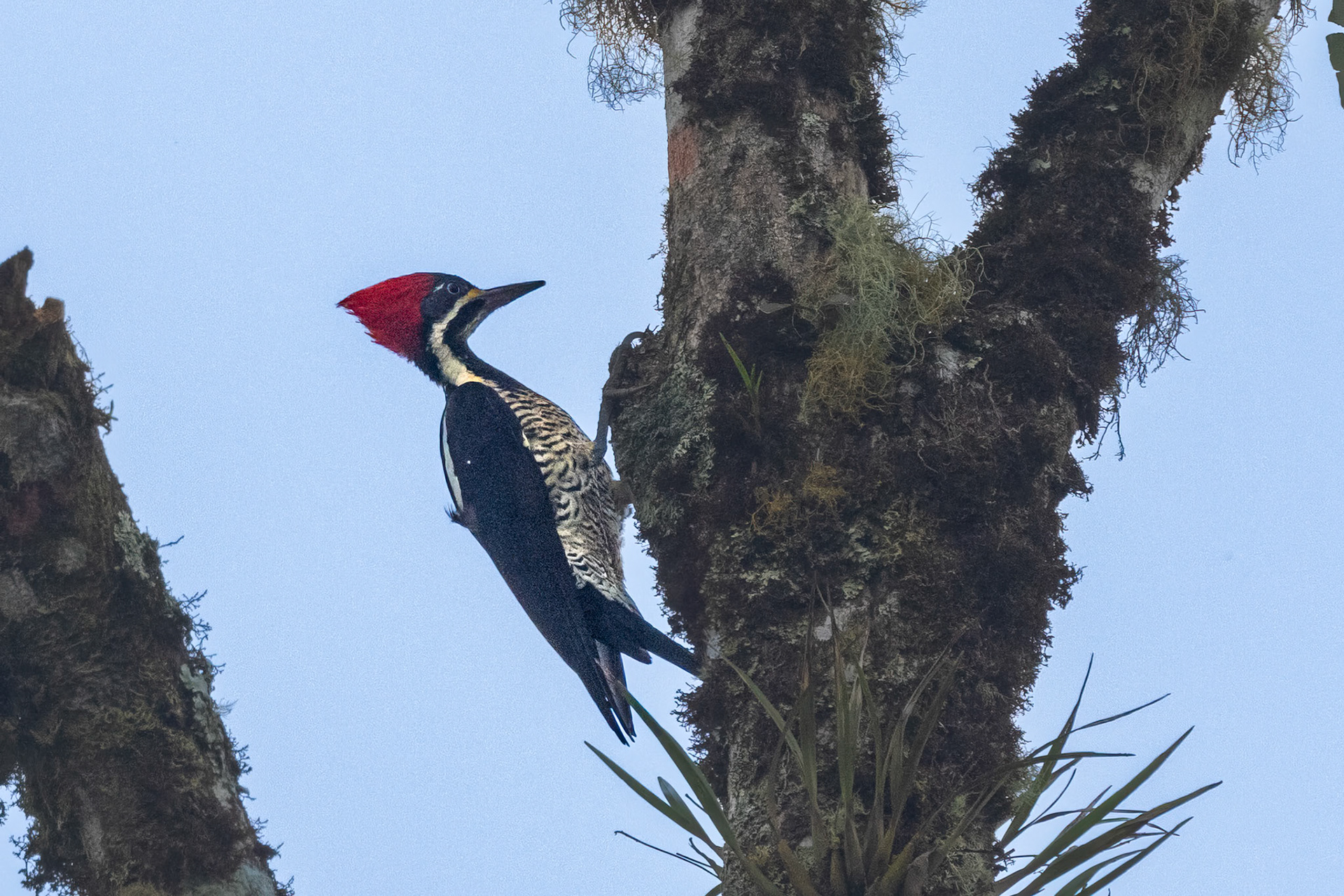 Lineated Woodpecker