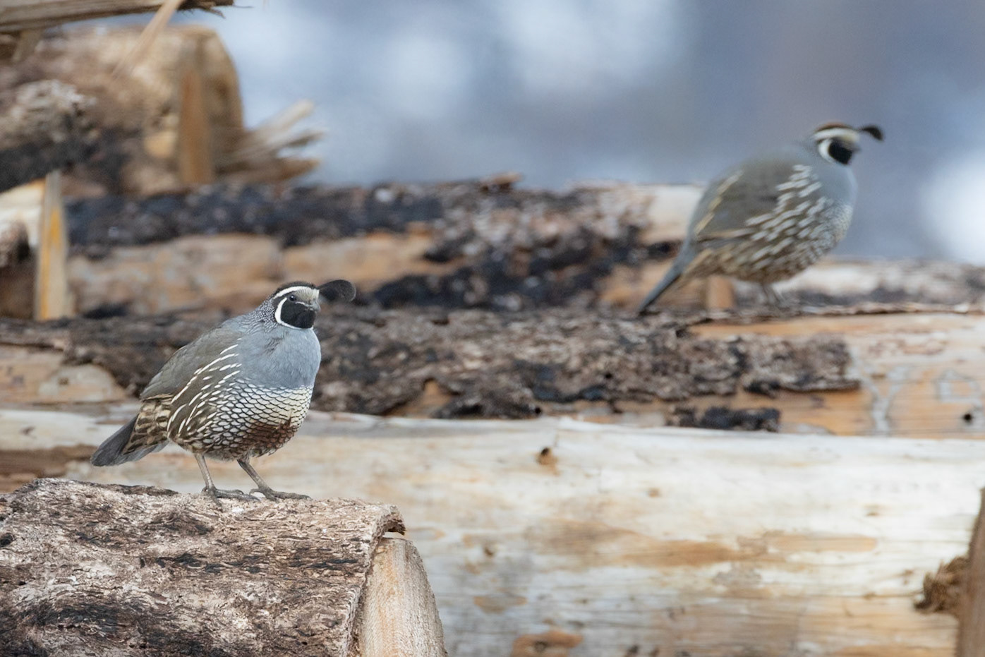 California Quail