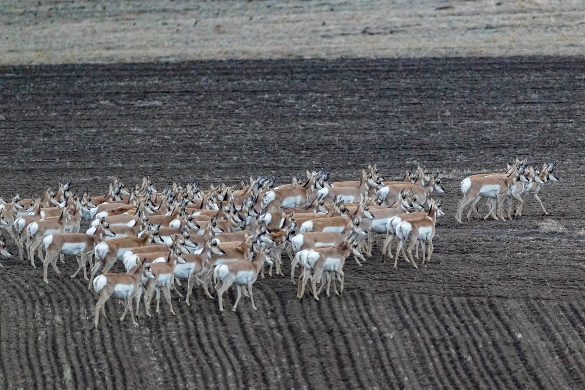 Pronghorn