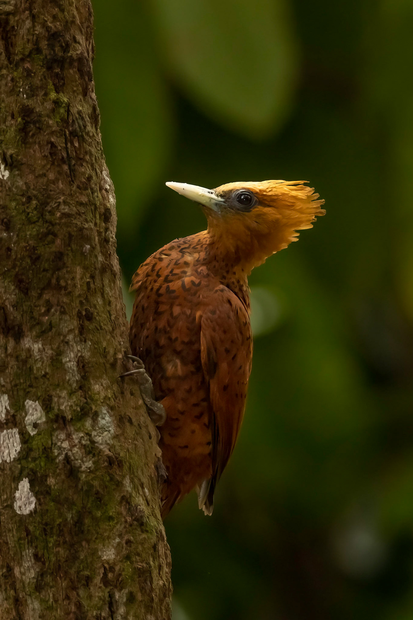 Cinnamon Woodpecker
