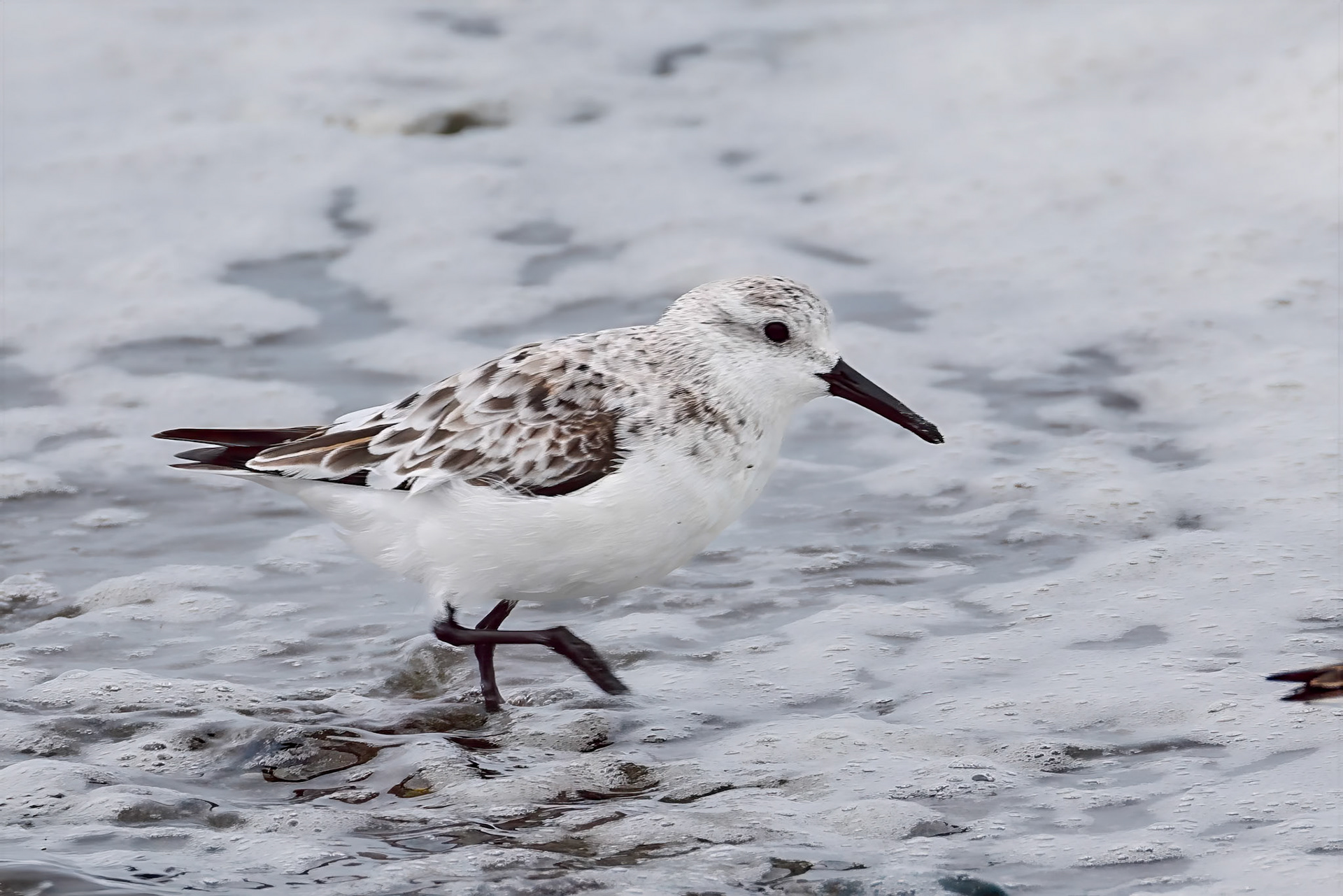 Sanderling