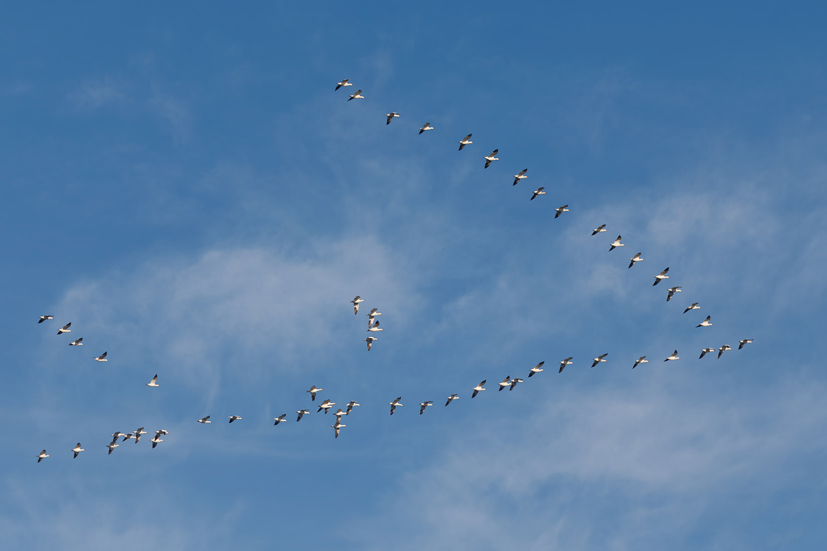 Snow Geese