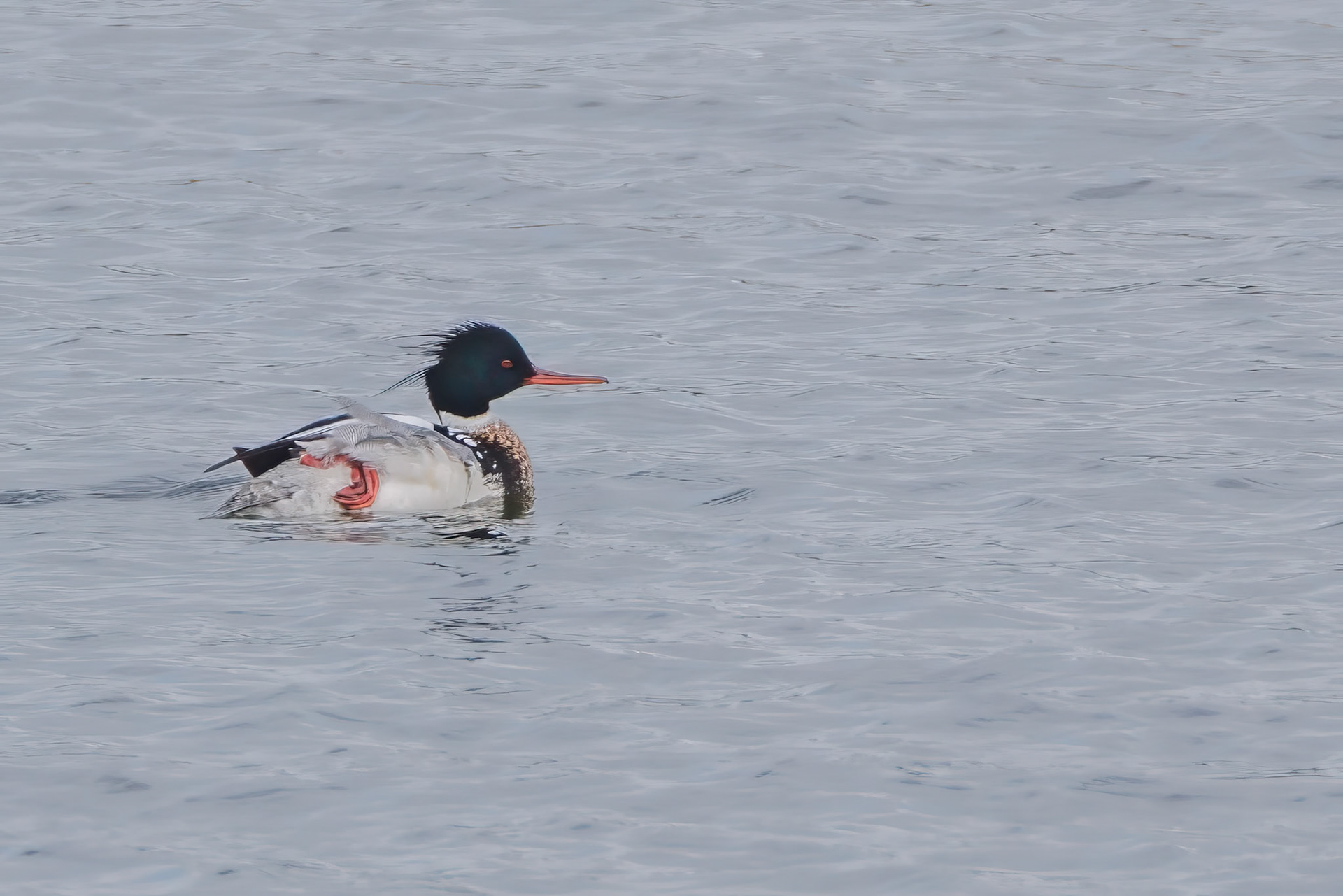 Male Red-breasted Merganser