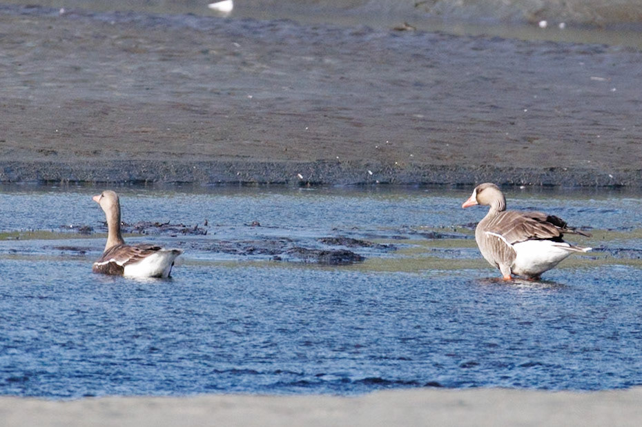 Greater White-fronted Geese