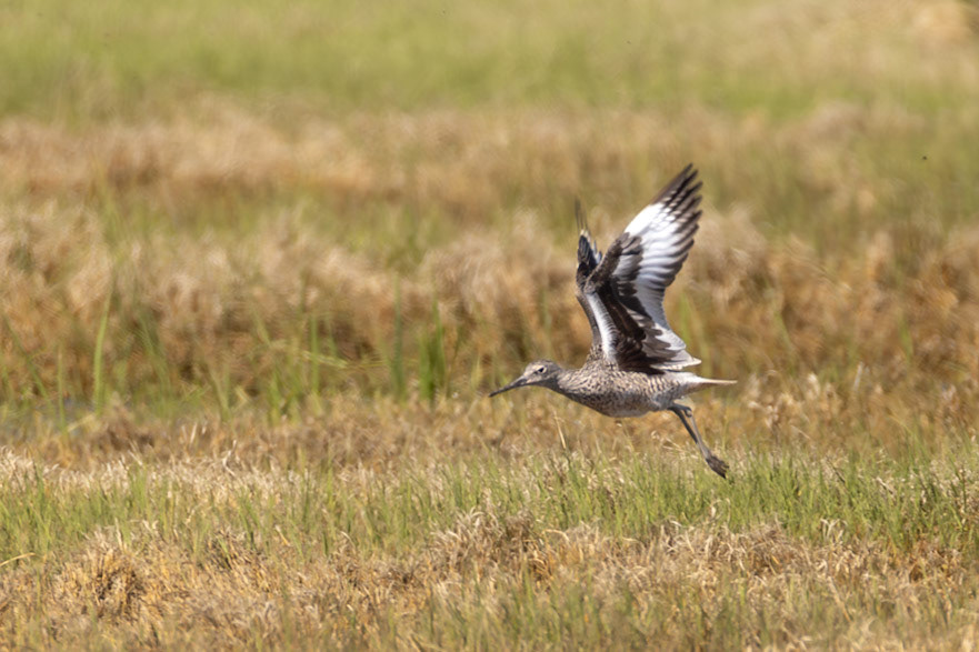 Willet