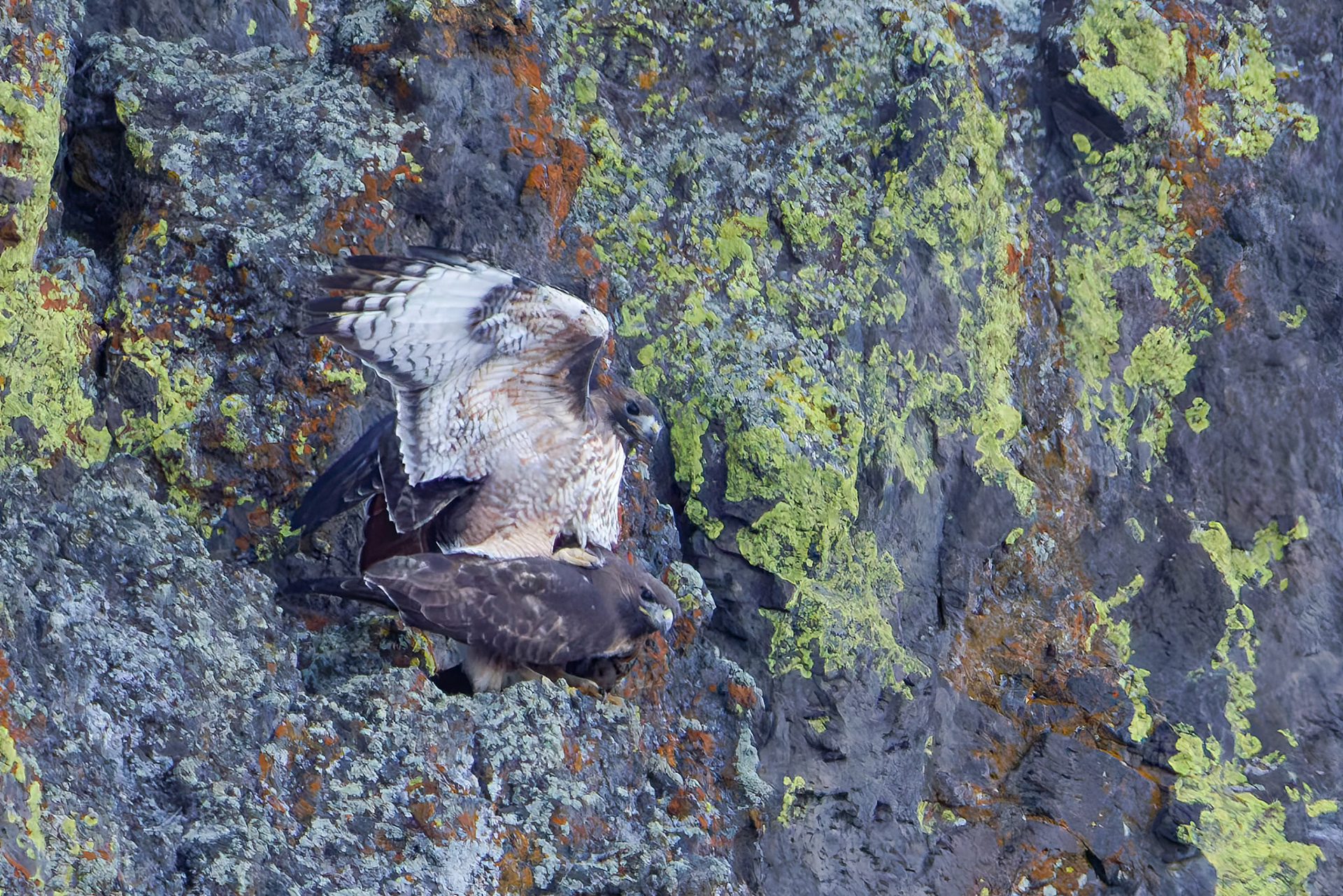 Ret-tailed Hawk Mating