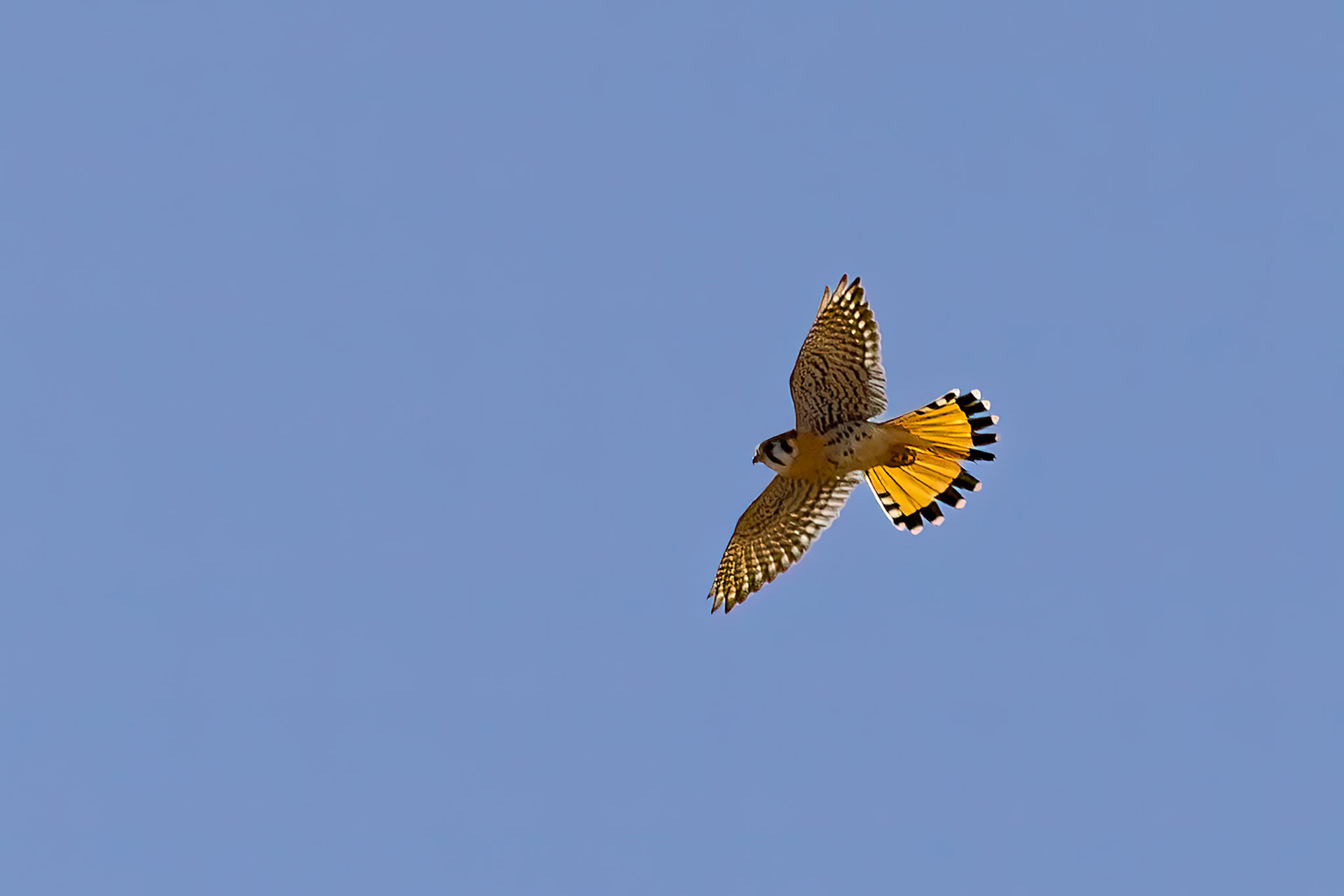 American Kestrel
