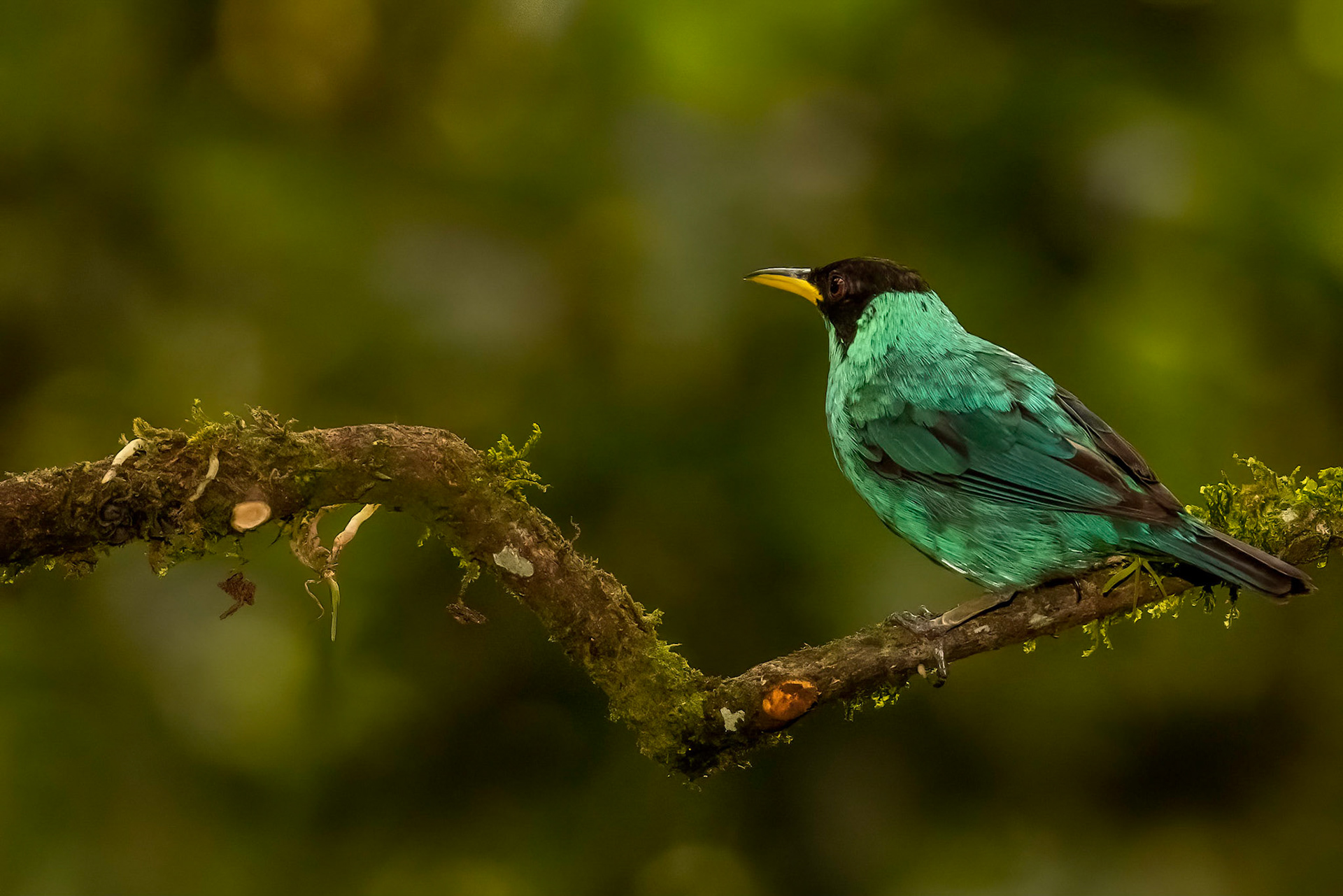 Green Honeycreeper