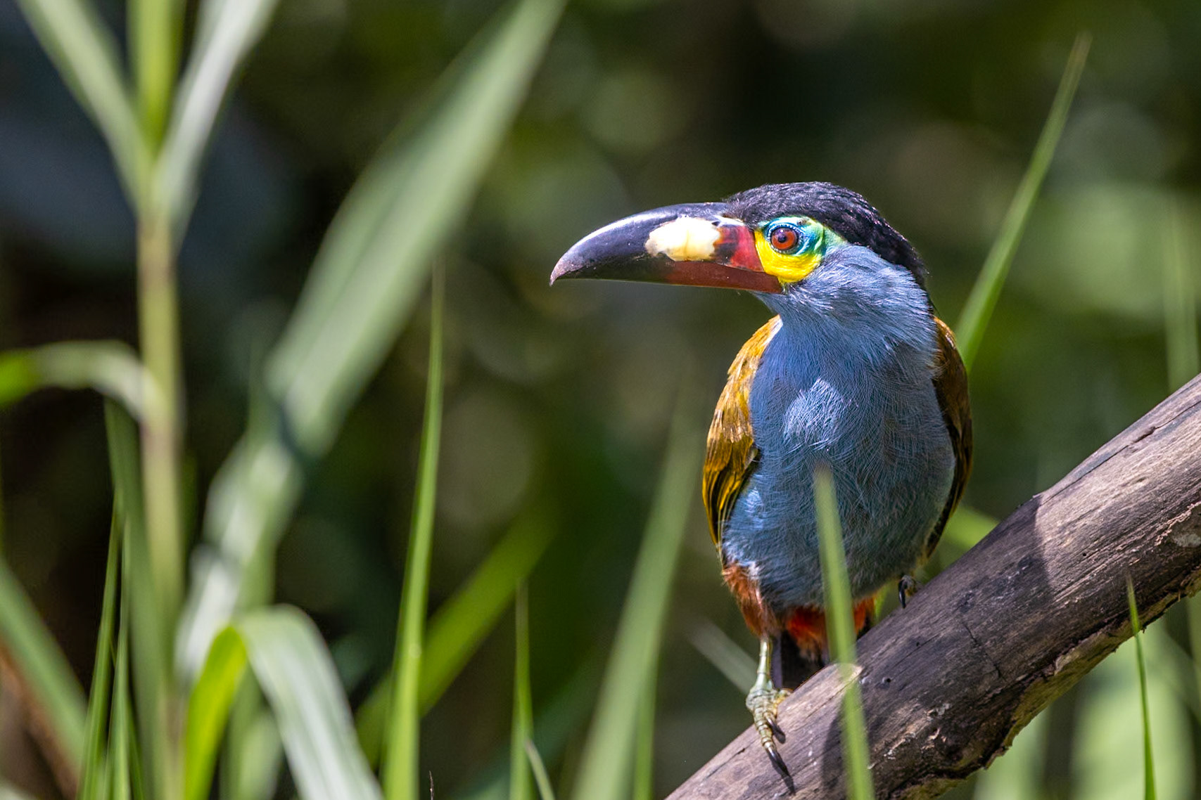 Plate-billed Mountain Toucan