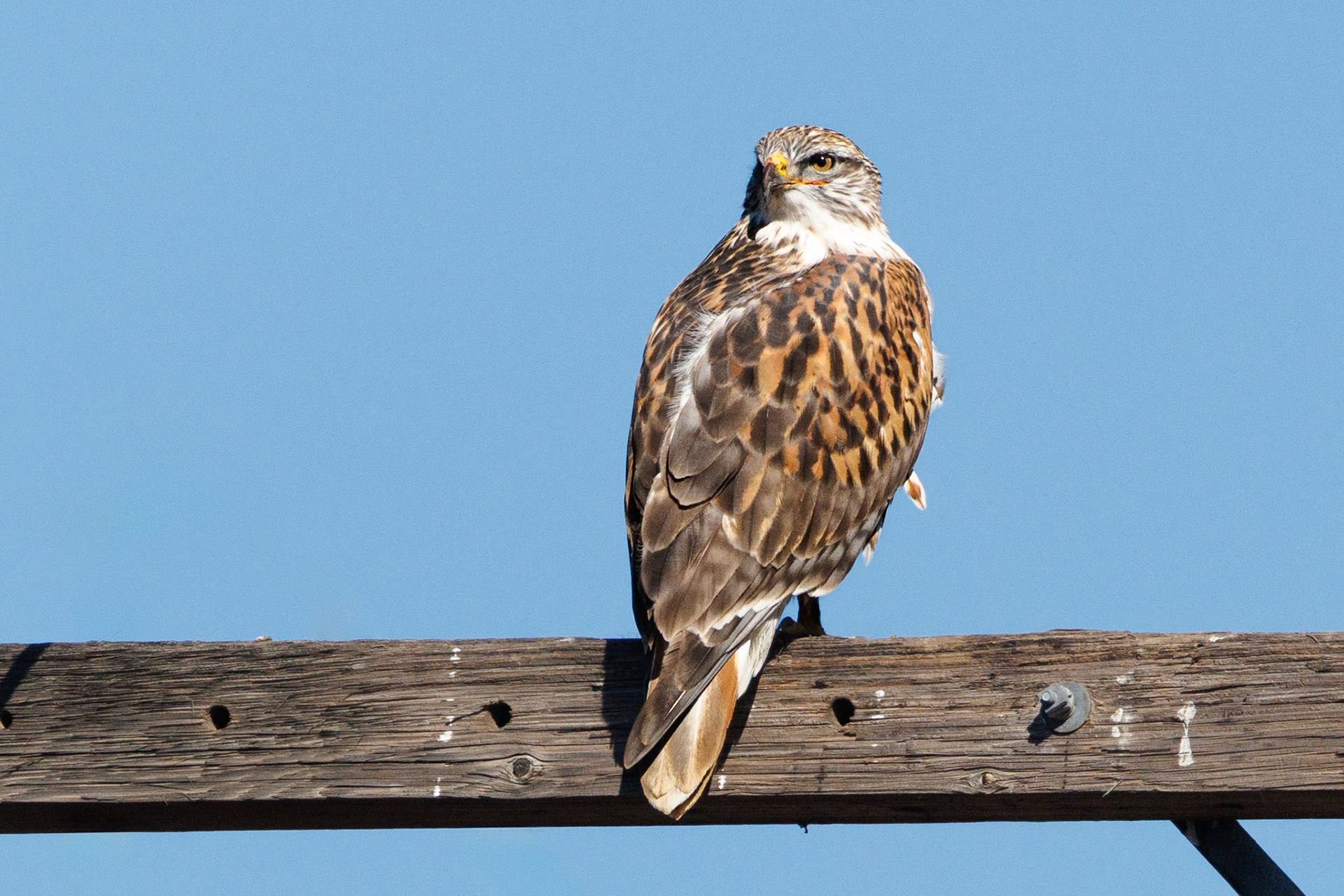 Ferruginous Hawk