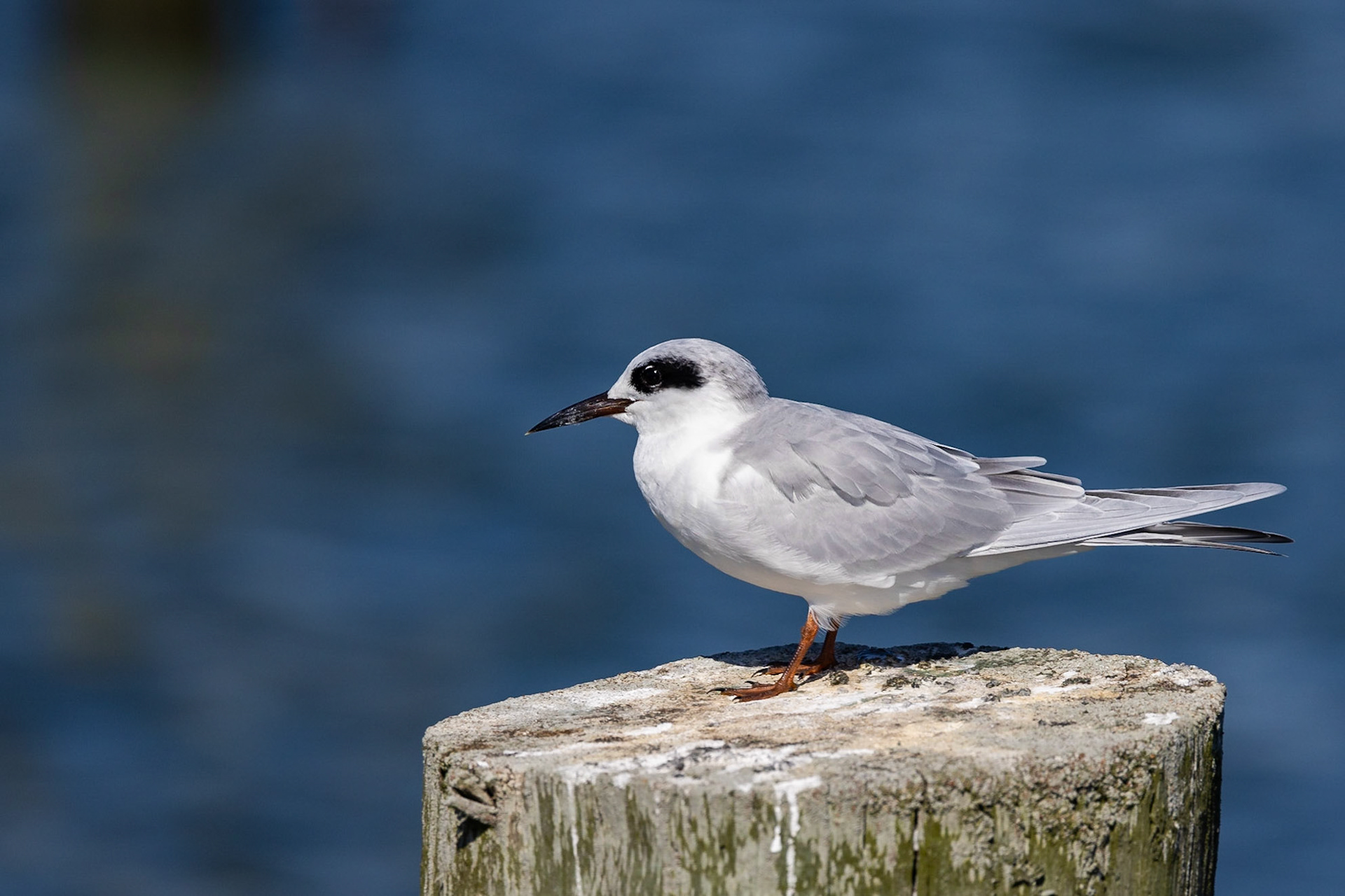 Forster's Tern
