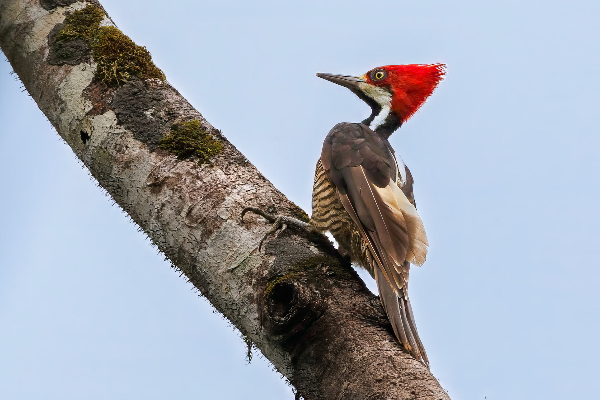 Guayaquil Woodpecker