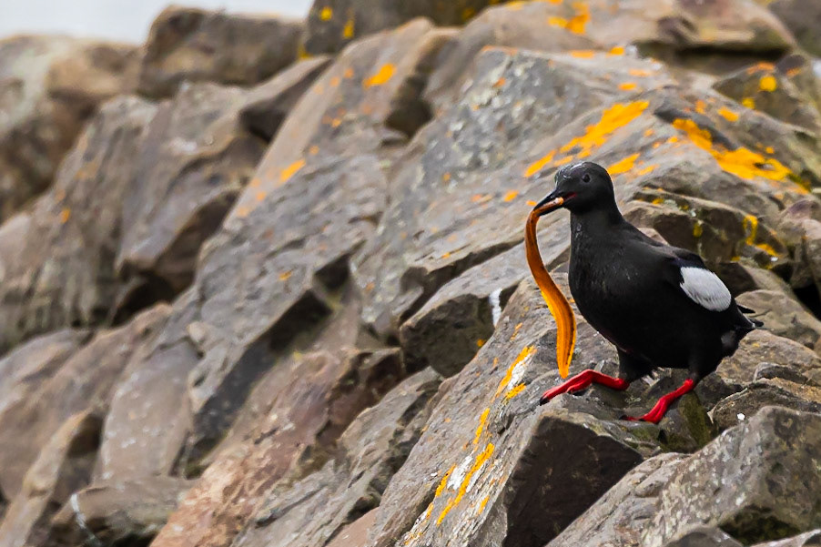 Black Guillemot