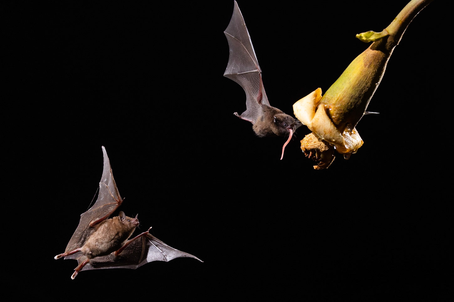 Pallas' Long-tongued Bat