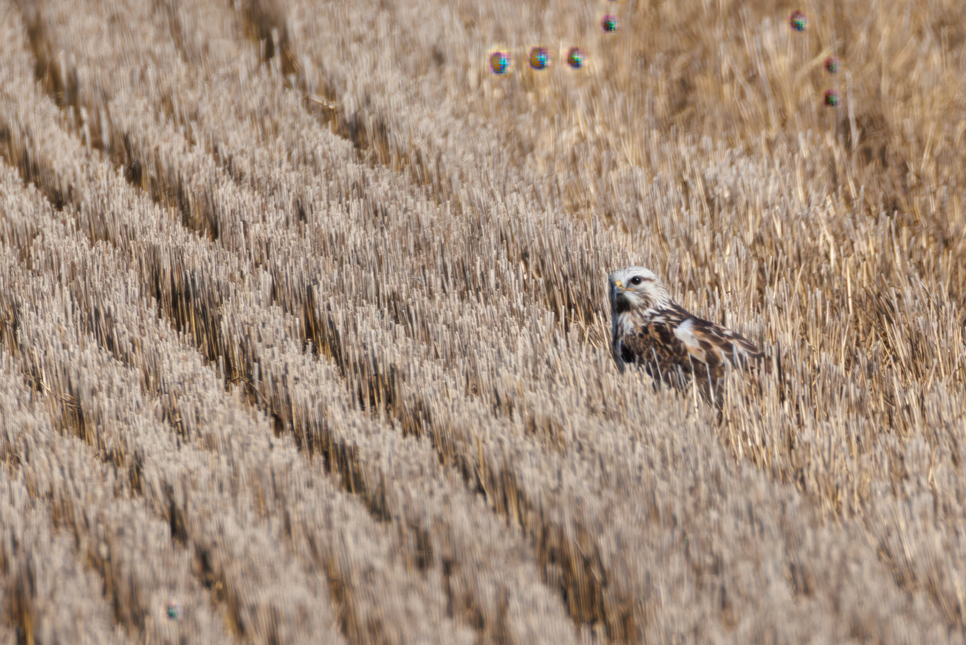 Rough-legged Hawk