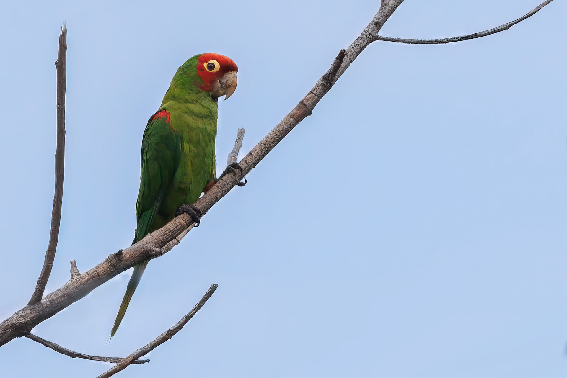Red-masked Parakeet