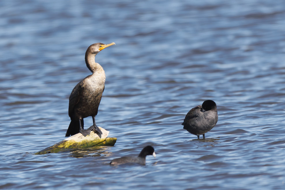 Double-crested Cormorant