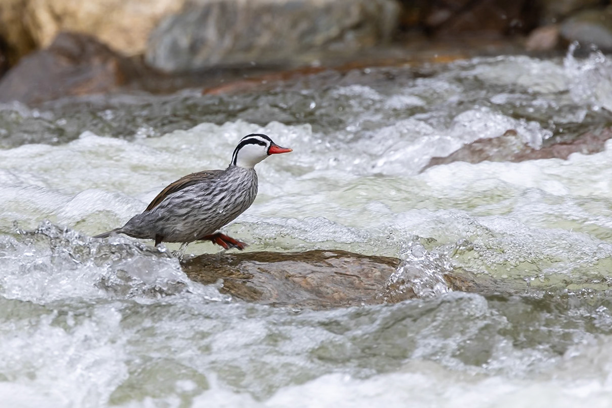 Torrent Duck